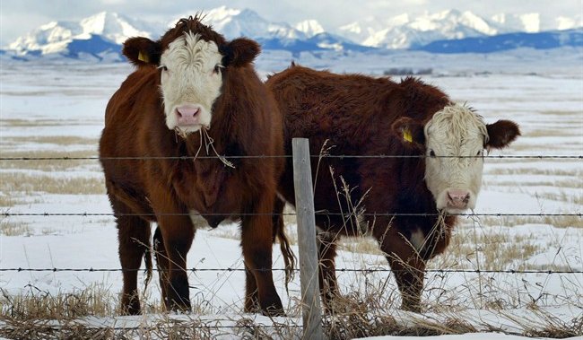 Alberta industries, beef producers bracing for impact of potential U.S. tariffs  | Globalnews.ca