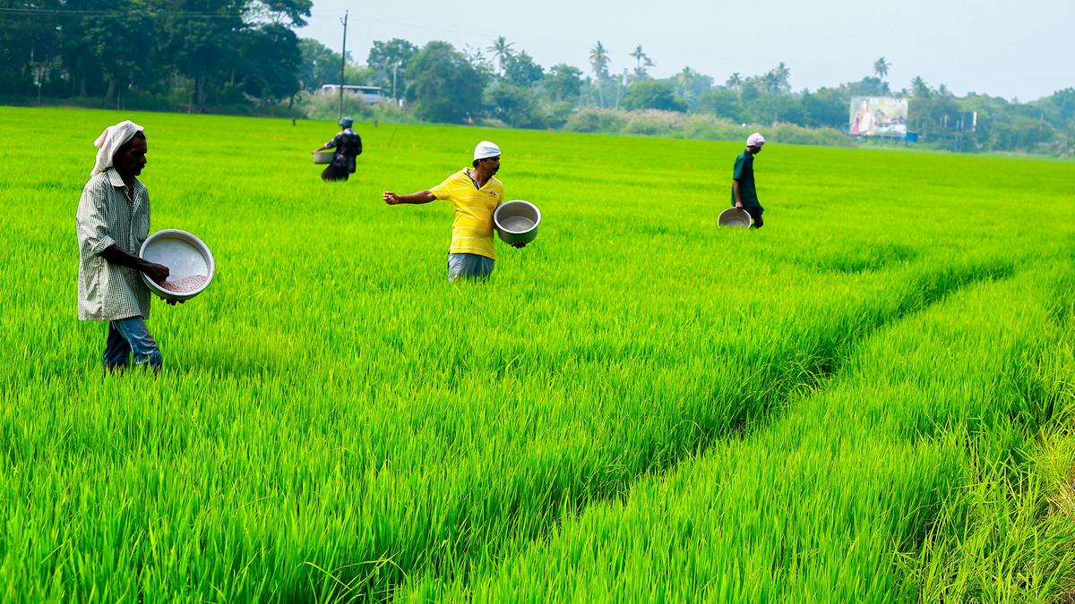 Farmers in Kerala’s Alappuzha protest as rising salinity threatens paddy cultivation